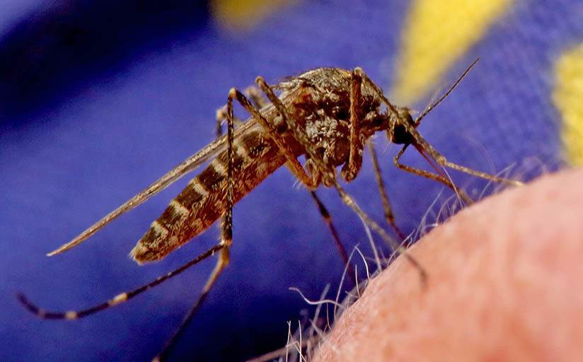 Mosquito